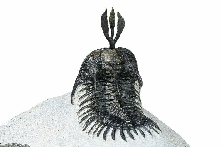 Short Trident Walliserops Trilobite - Timrzit, Morocco #254161